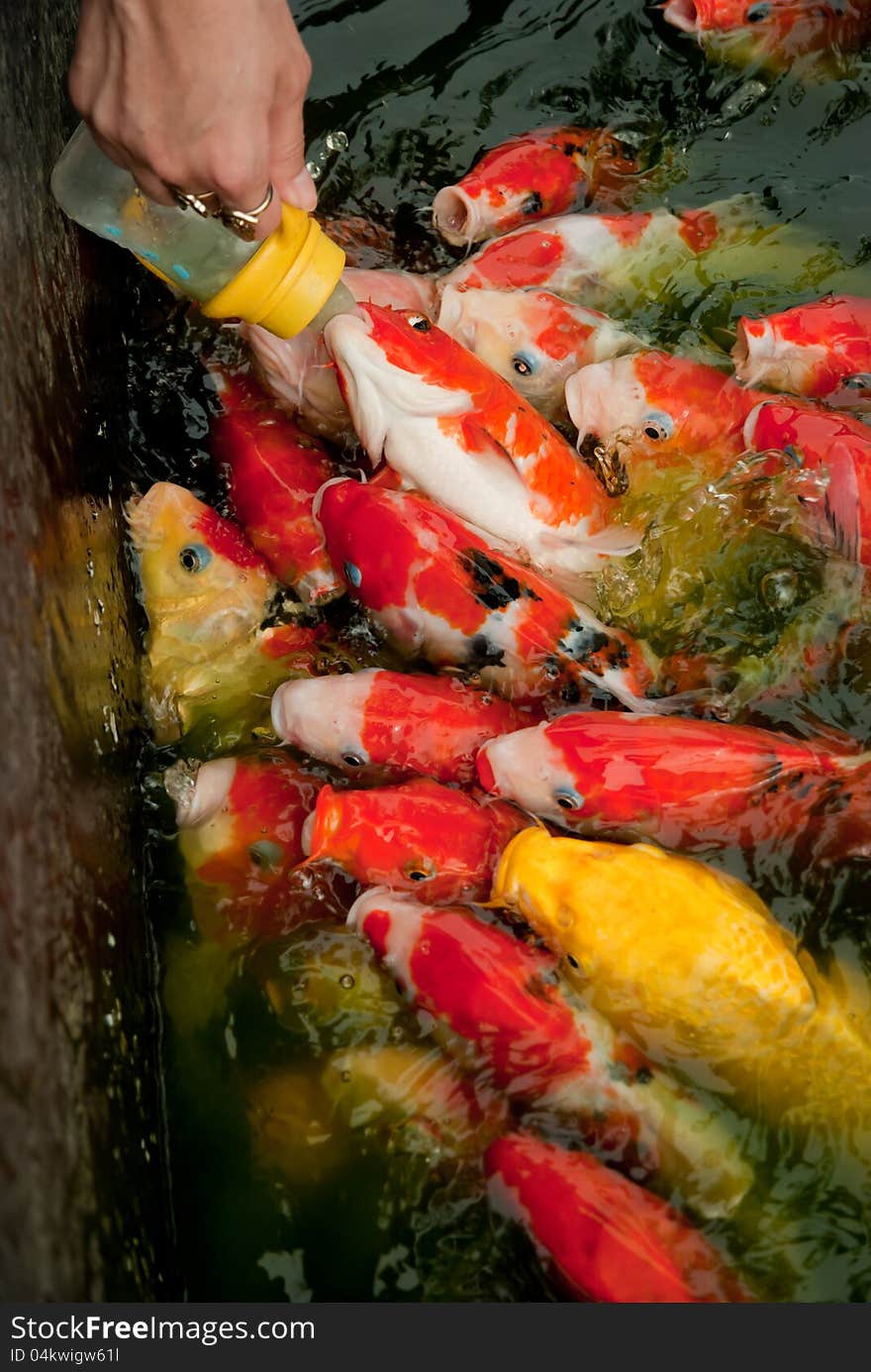 Feeding fish with nursing bottle at Huahin Floating Market, Thailand