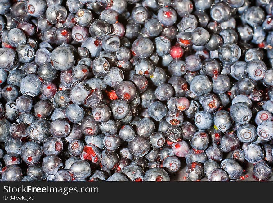 Shoot of alot of blueberries