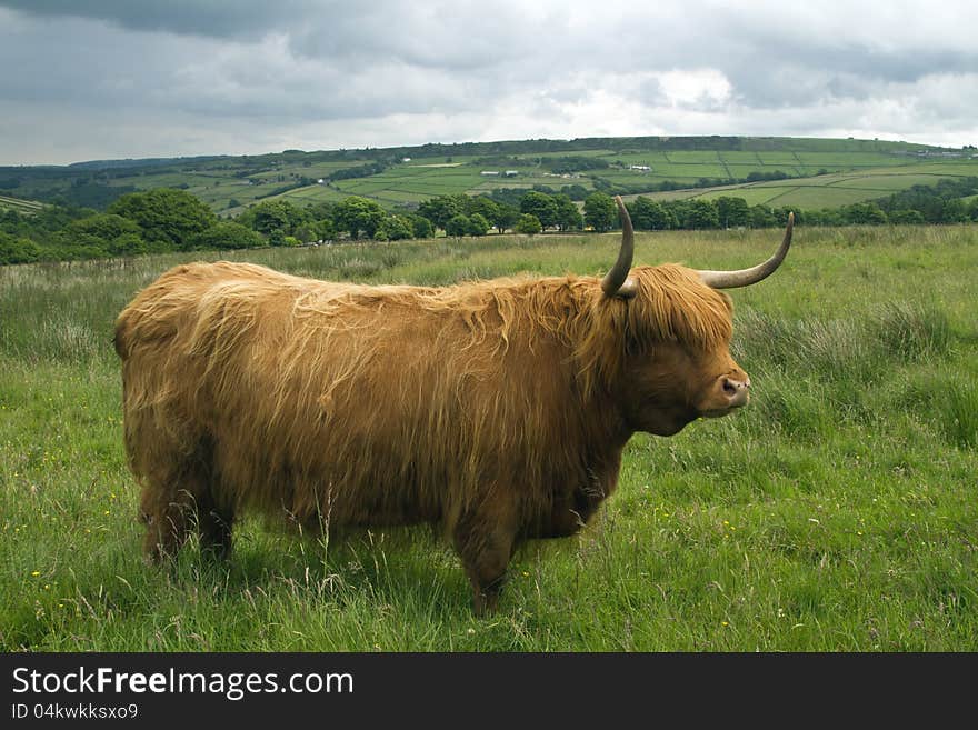 Highland cattle in a field