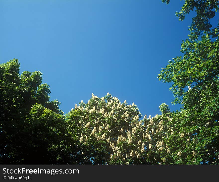 Chestnut blossoms against the clear blue sky. Chestnut blossoms against the clear blue sky.