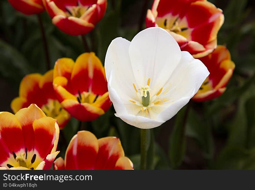 White tulip between red tulips