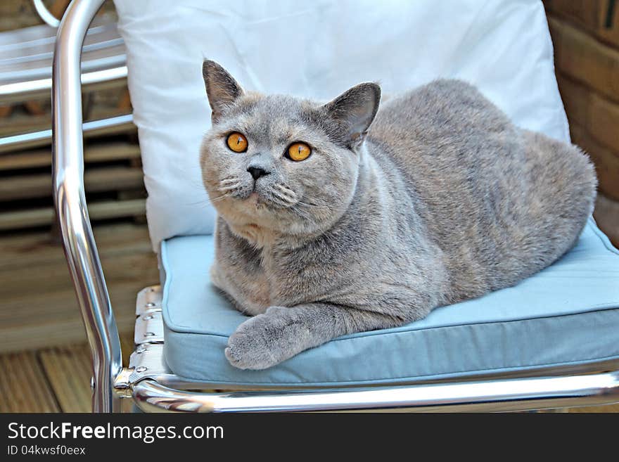 Photo of a beautiful pedigree british shorthair cat relaxing on her favourite garden chair. Photo of a beautiful pedigree british shorthair cat relaxing on her favourite garden chair.