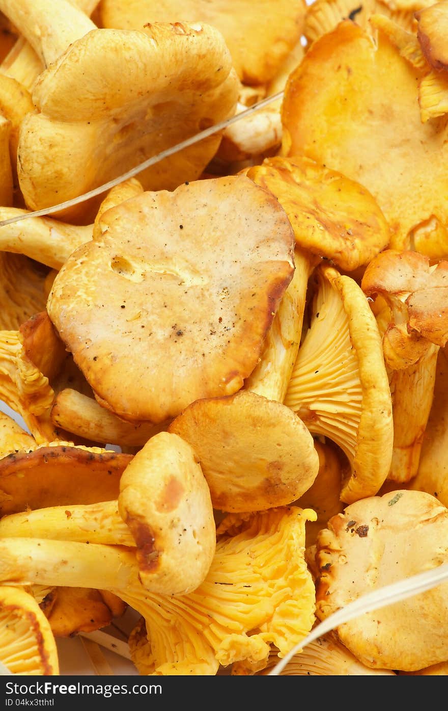 Chanterelles Background