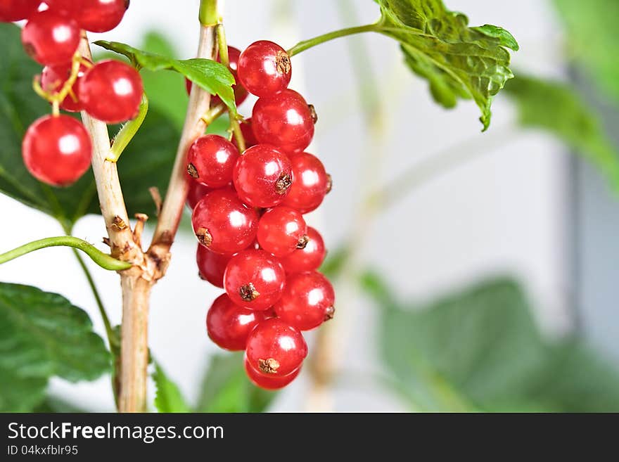 Cluster of a red currant on a branch