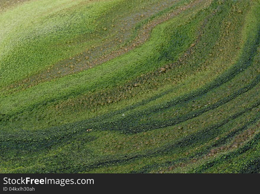 Dirty green foam on the water. Dirty green foam on the water