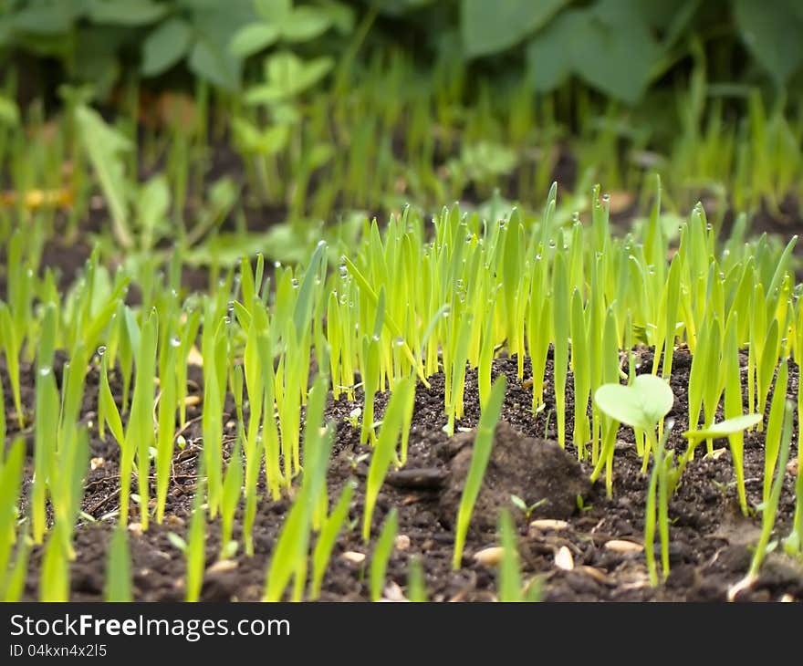 Background of green grass with earth