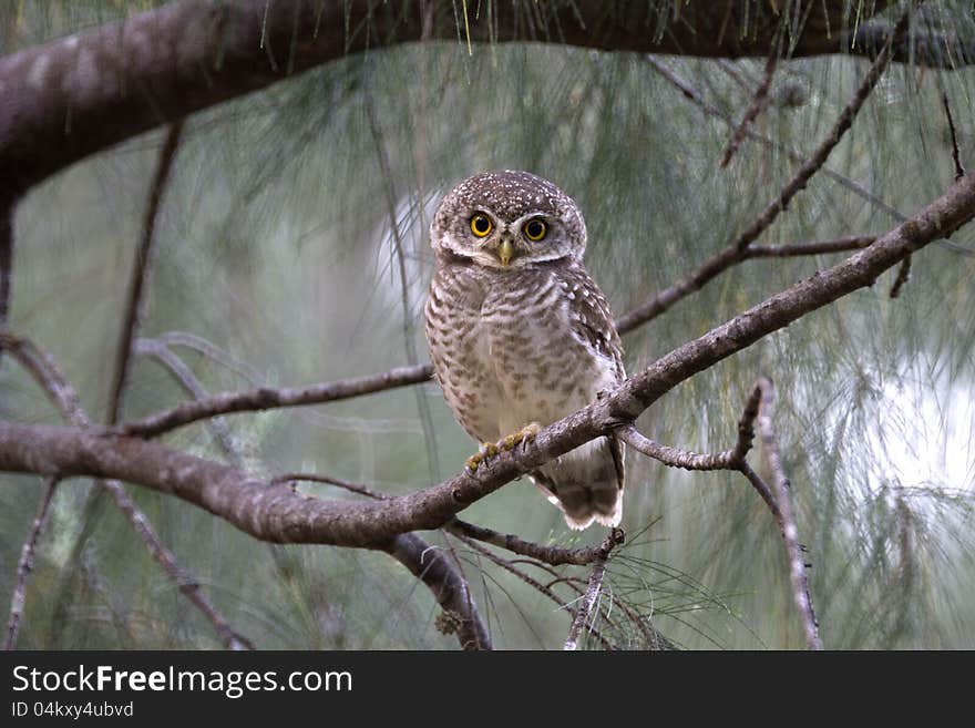 Spotted  Owlet