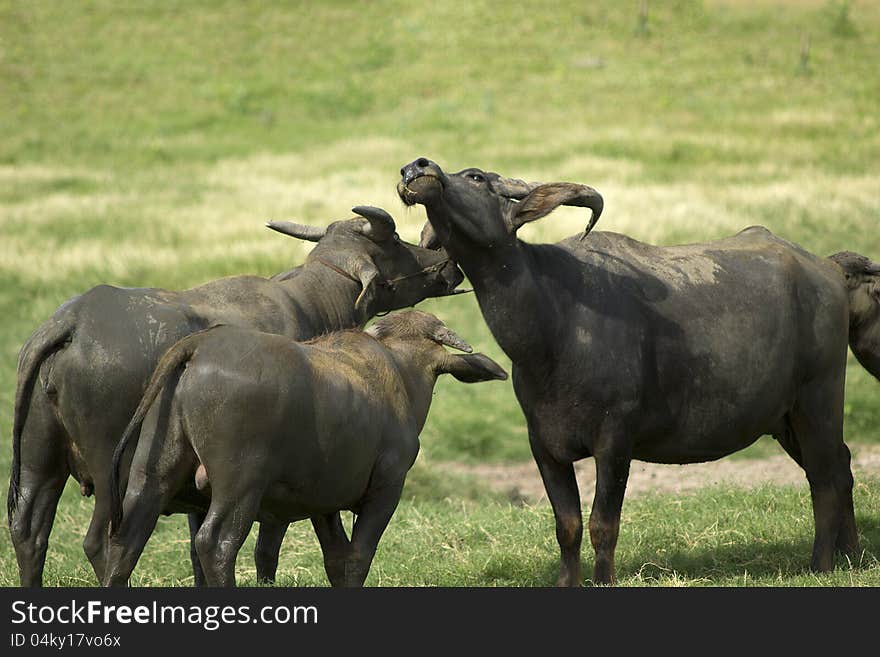 Thai buffalo were close to zero. With more people turning to mechanization.