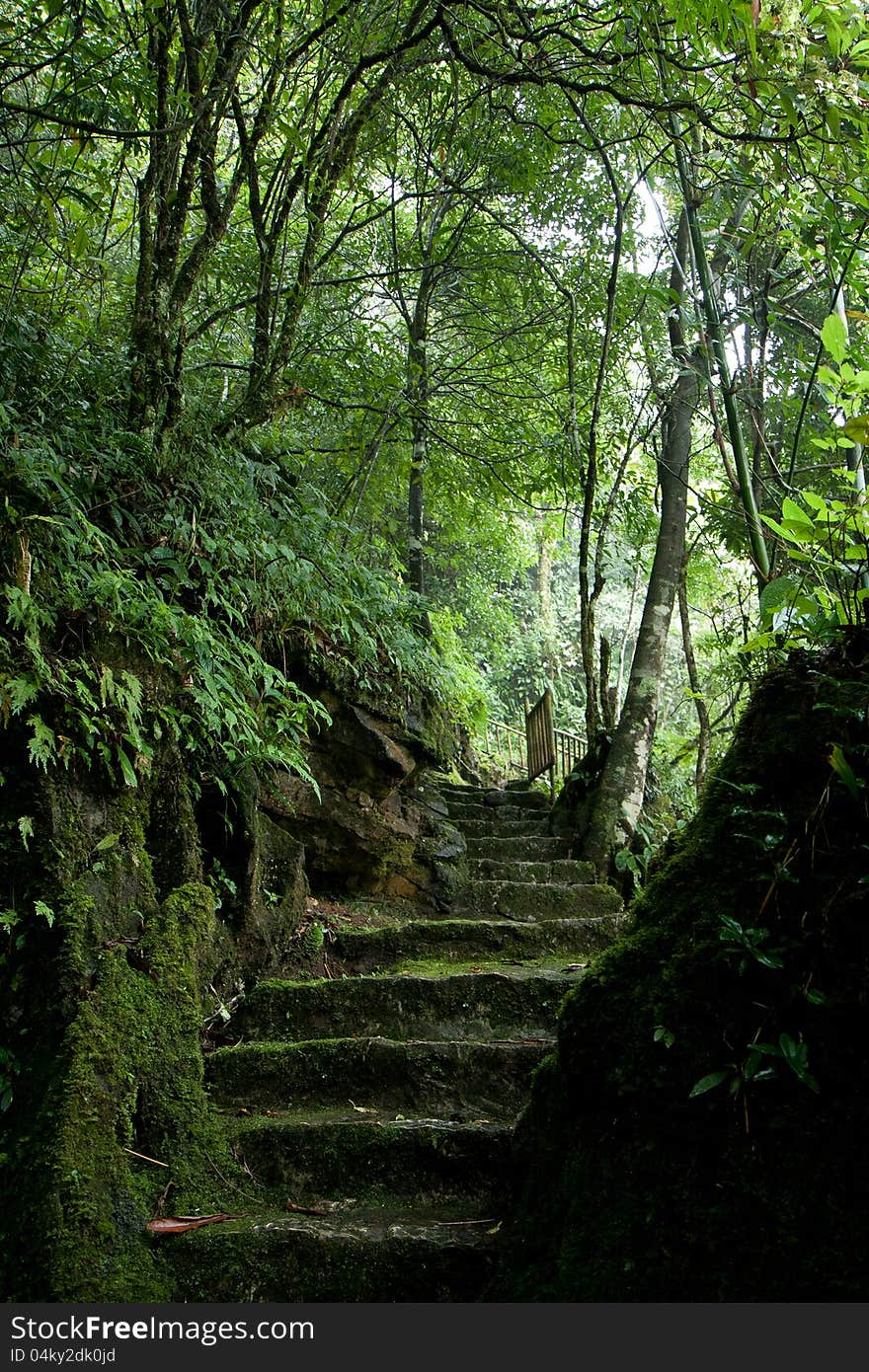 Stony stairs under the shade of trees at Ham Rong mountain in Vietnam.