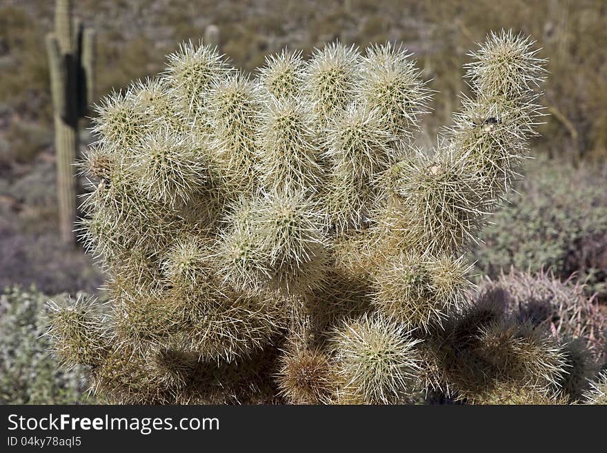 Cholla