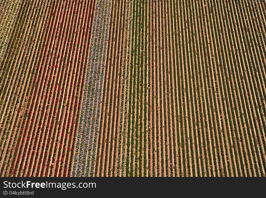 Rows of flowers from above in the Arizona Desert. Rows of flowers from above in the Arizona Desert