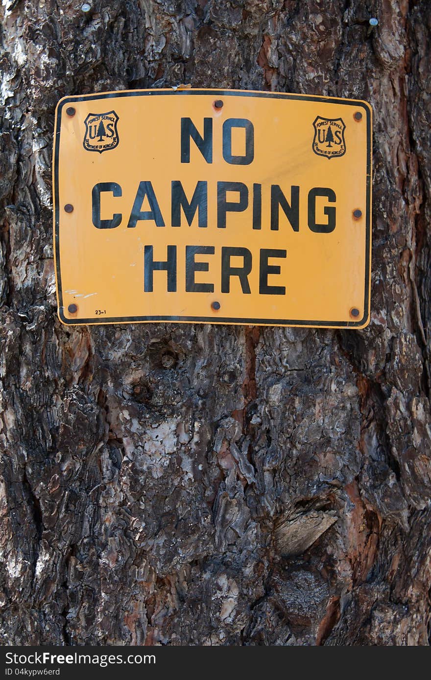 A No Camping Here Sign on a brown Pine tree