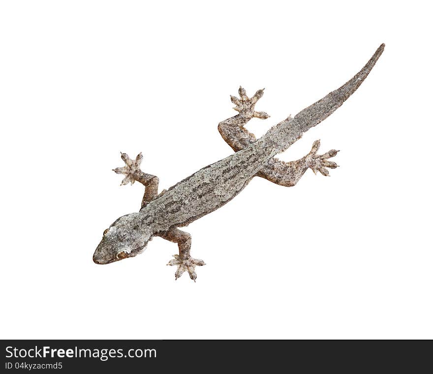 Gray lizard isolated on white background