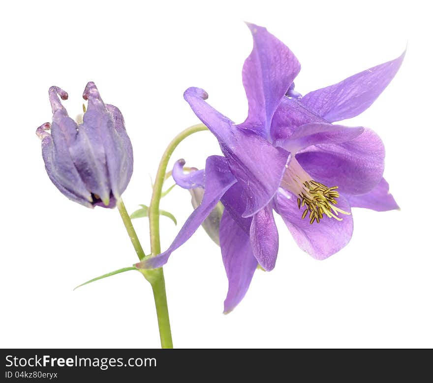 A beautiful purple aquilegia (columbine) flower with buds on a white background. A beautiful purple aquilegia (columbine) flower with buds on a white background