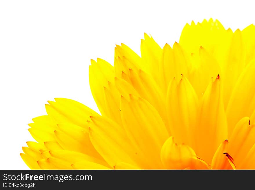 Bright orange calendula officinalis (pot marigold) flower petals on a white background. Bright orange calendula officinalis (pot marigold) flower petals on a white background