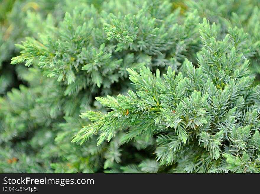 An evergreen juniper shrub as a background