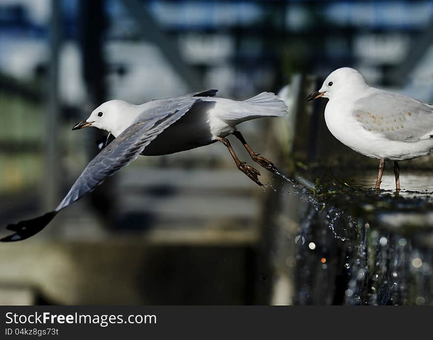 Seagull launching itself from a waterfall. Seagull launching itself from a waterfall