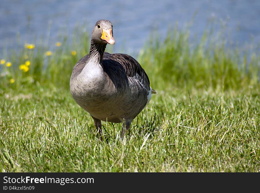 Wild Grey Goose standing on a grass.