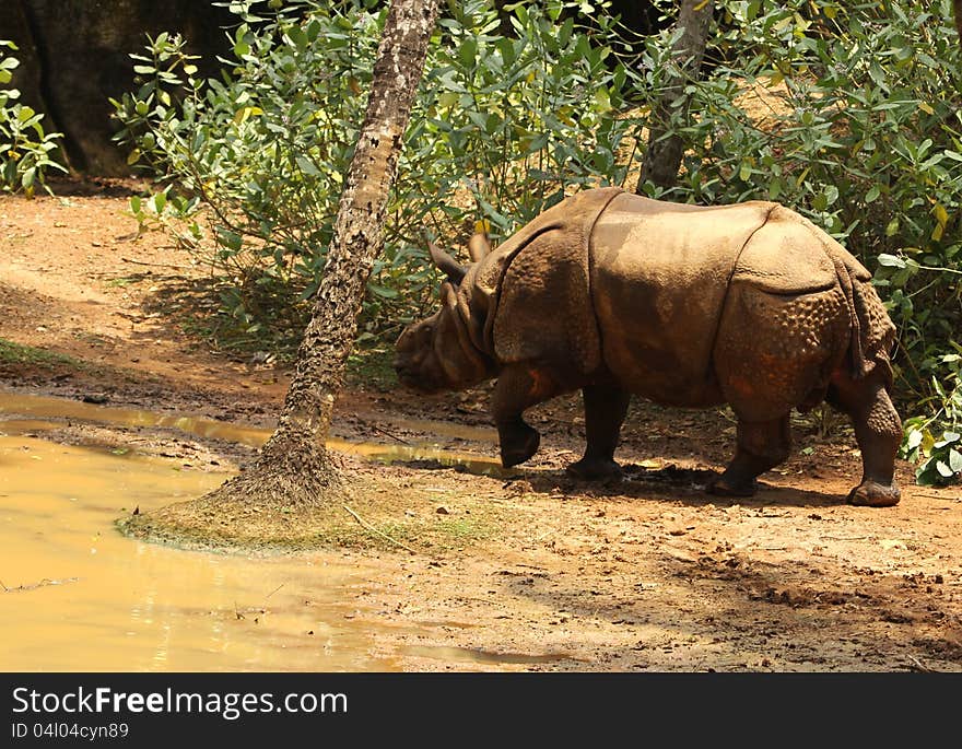 Asian rhinoceros in zoological park, india. Asian rhinoceros in zoological park, india