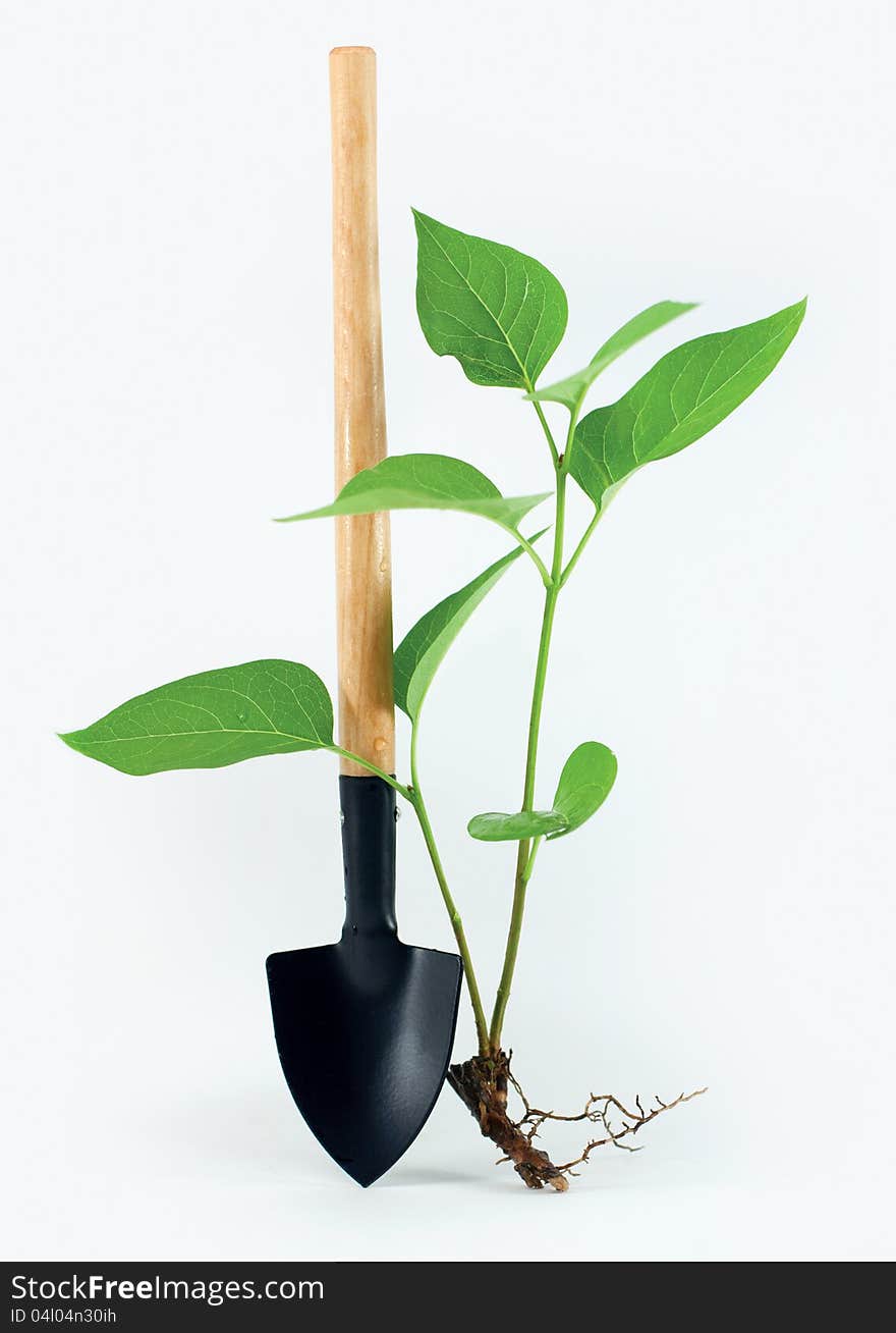 Shovel with a little plant and ground