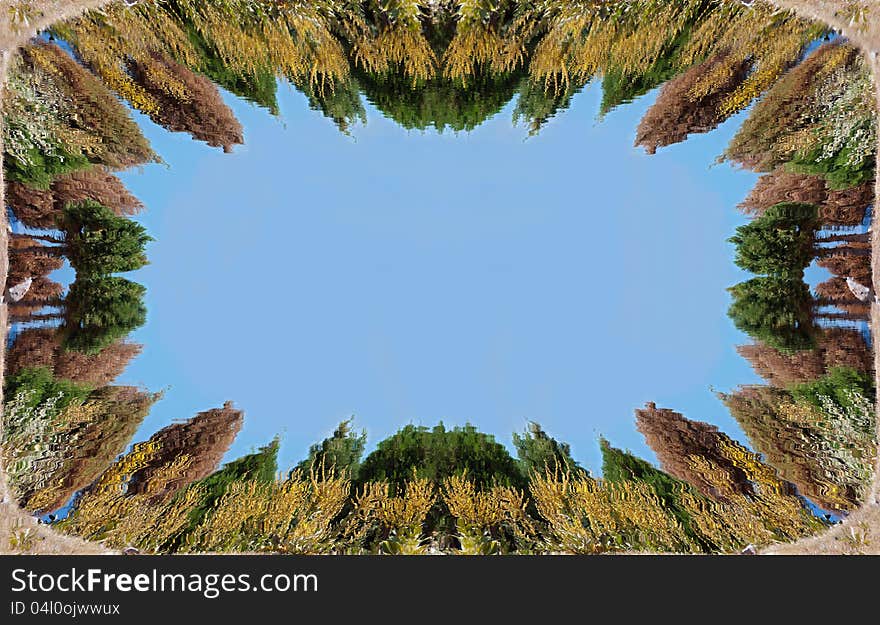 Greeting card � reflection of small cedars and  yellow flowers in the water. Greeting card � reflection of small cedars and  yellow flowers in the water