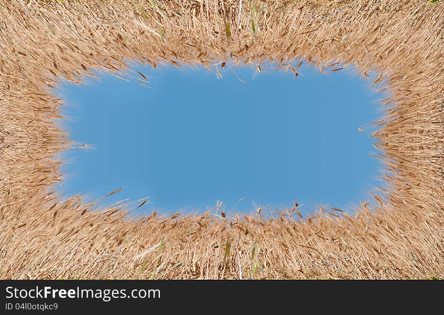 Greeting card with wheat