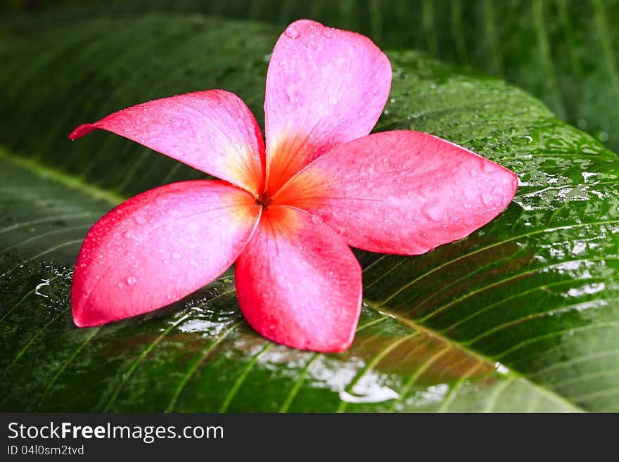 Pink Frangipani flower on green leaf. Pink Frangipani flower on green leaf