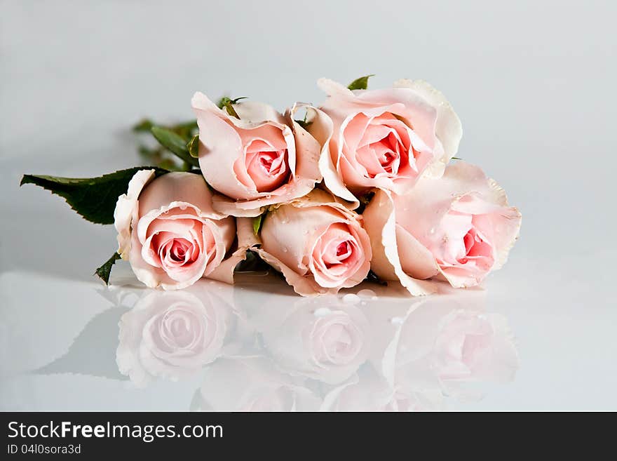 Beautiful pink rose on a white