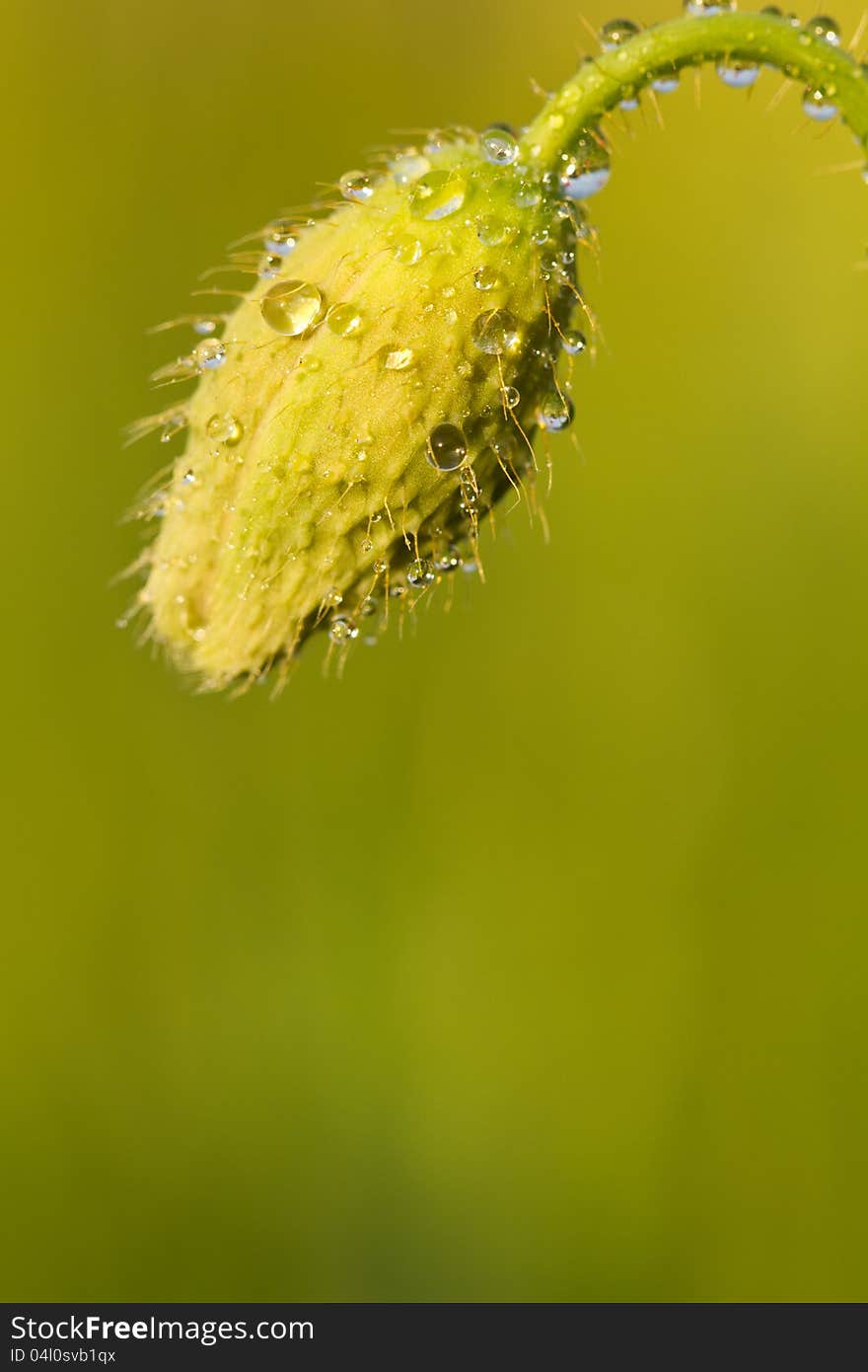 Green unripe poppy head