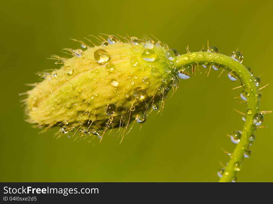 Green unripe poppy head on greenery background