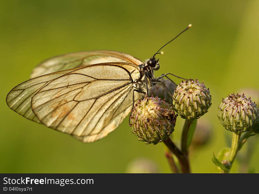 Beautiful butterfly on a flower poppy