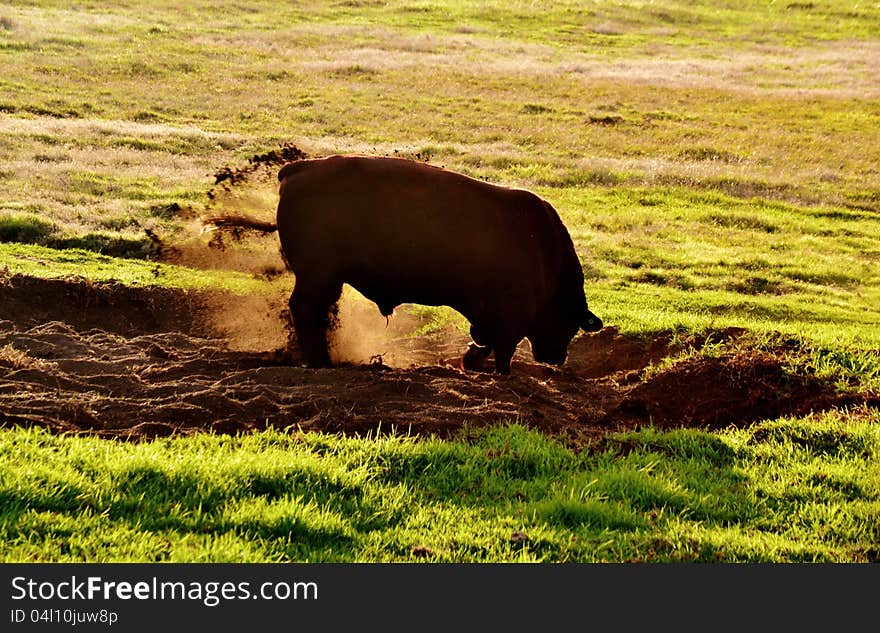 Big Bull sand bathing at sunrise. Big Bull sand bathing at sunrise