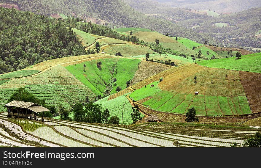 The rice terrace in thailand.