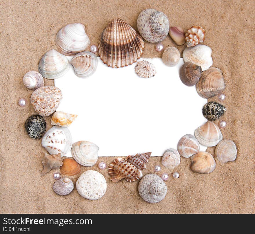 Seashells background