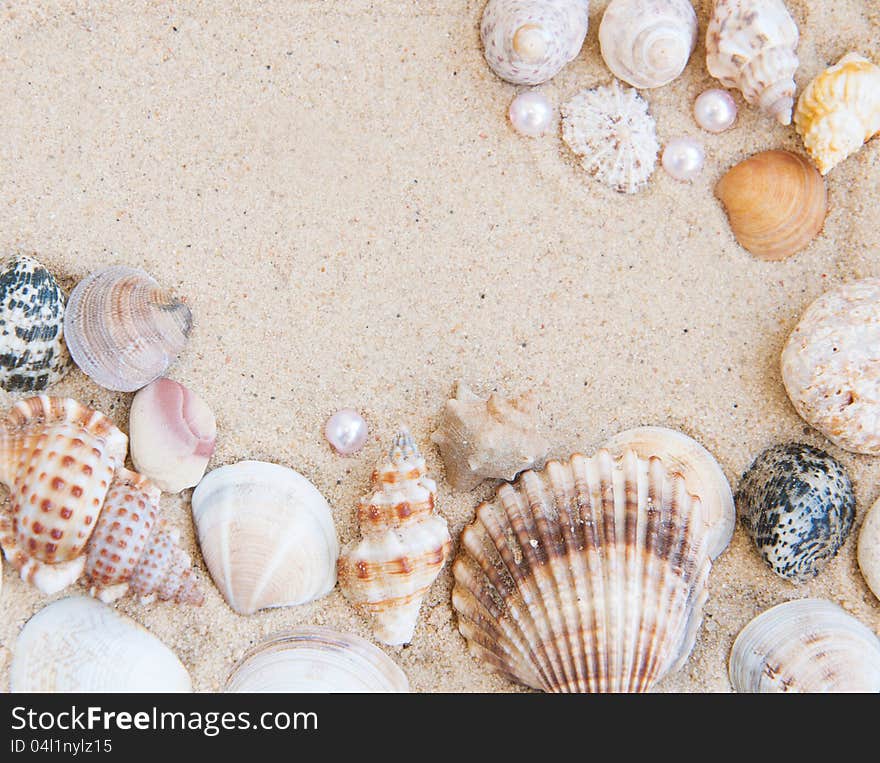 A natural border of shells on a sandy beach. A natural border of shells on a sandy beach