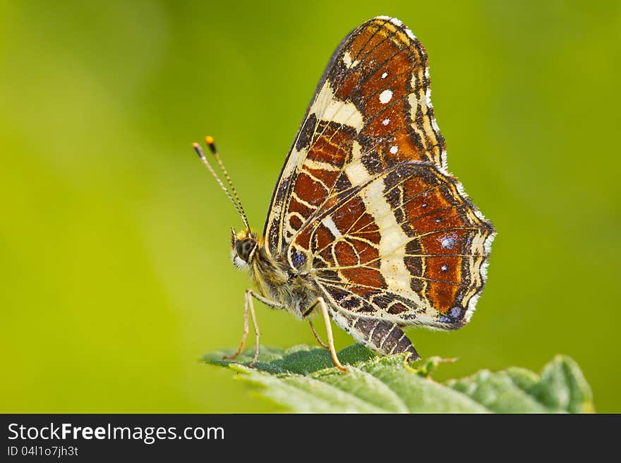 Colorful butterfly closeup over blurred background