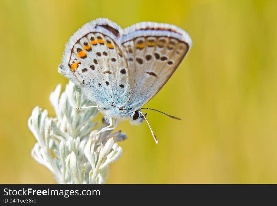 Closeup image of common blue butterfly (Polyommatus icarus) on a sagebrush sprig over blurred background. Closeup image of common blue butterfly (Polyommatus icarus) on a sagebrush sprig over blurred background