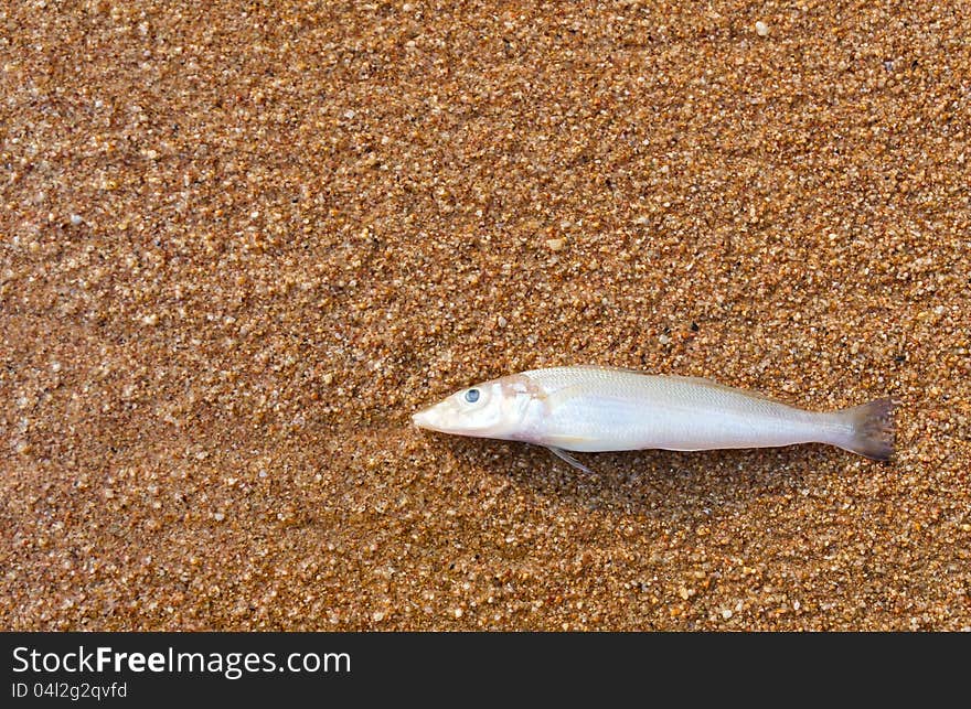 Dead fish on the beach orange sand