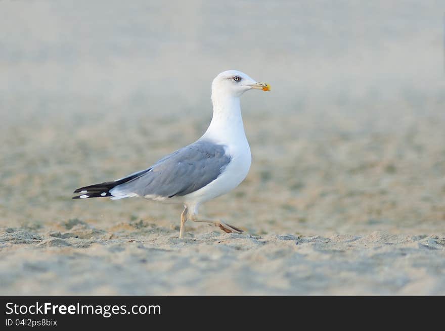 Maritime white bird Chaika walks on the beach in search of food. Maritime white bird Chaika walks on the beach in search of food