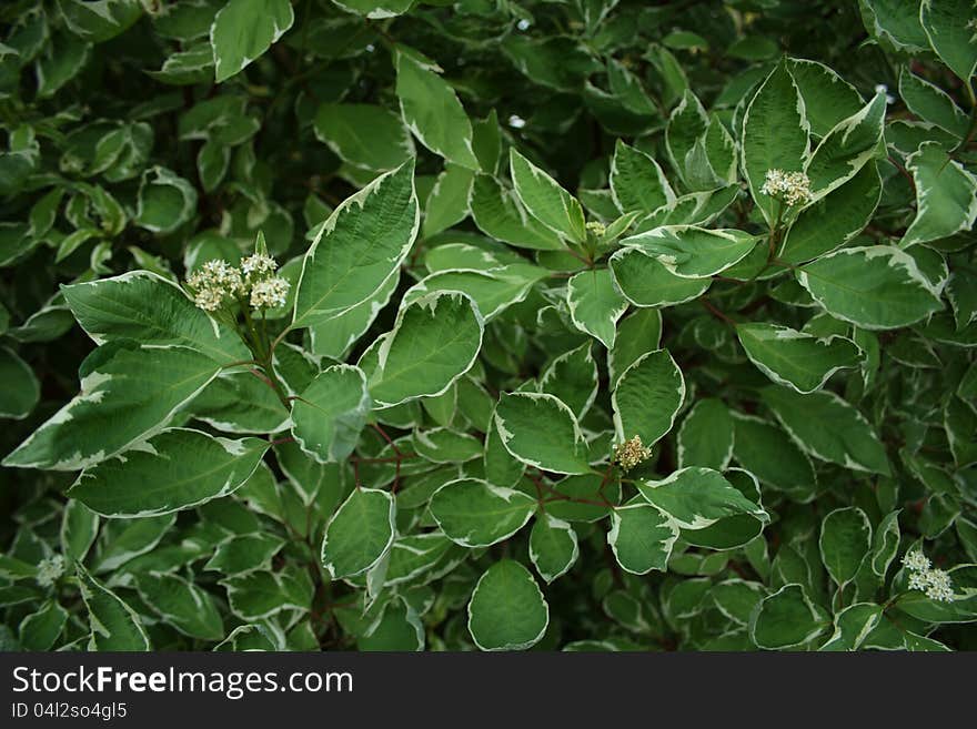 Cornus