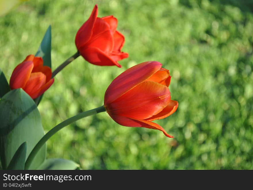 3 red tulips