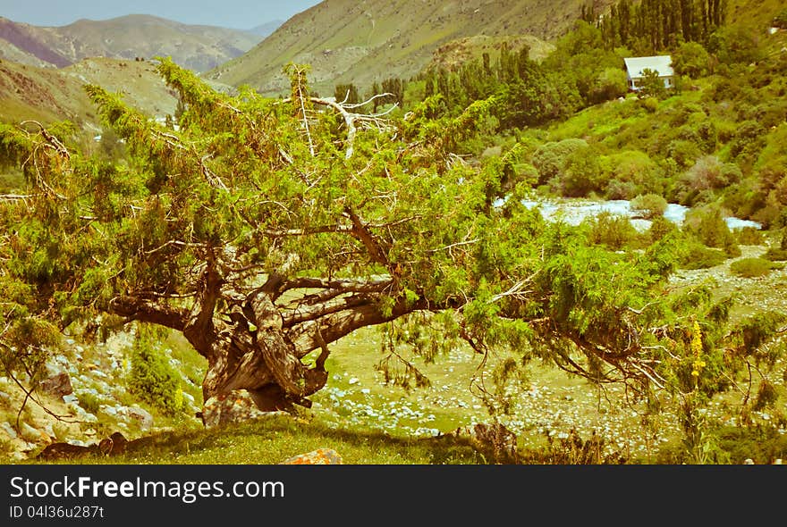 Tree On Slope