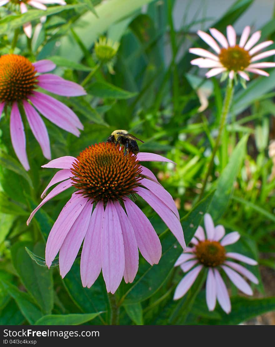 A fuzzy European honeybee perched atop a bright pink daisy, against a garden background. A fuzzy European honeybee perched atop a bright pink daisy, against a garden background.