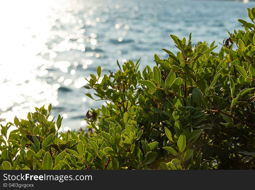 A detail of green vegetation (leaves) in sunset rays with sea in the background. A detail of green vegetation (leaves) in sunset rays with sea in the background.