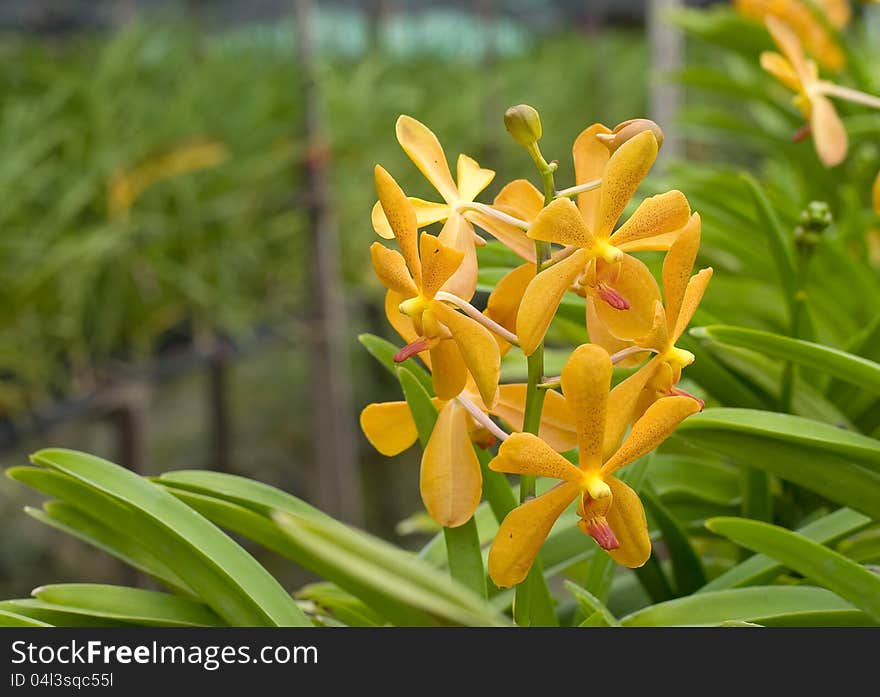 Close-up of yellow orchids at orchid farm