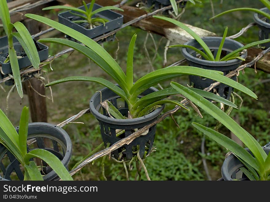 Roll of orchid in orchid farm