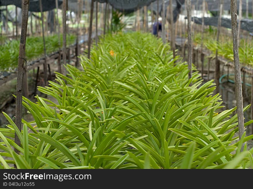 Roll of orchid in orchid farm