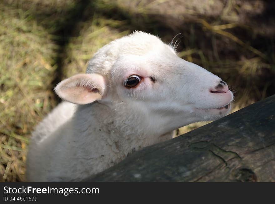 Lamb