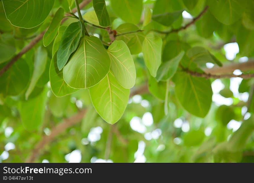 Beautiful Fresh Green Leaves on a Blurred Background