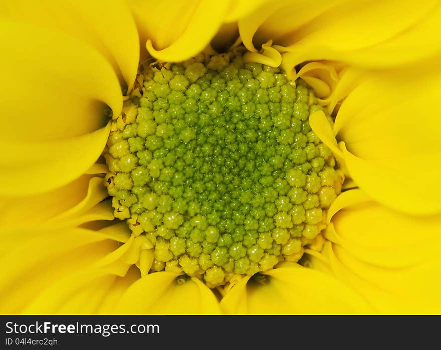 yellow chrysanthemum flower close up shot